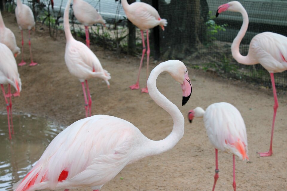 Birds flamingo pink flamingo