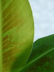 Macro close up banana shrub photo