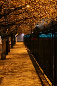 Trees city sidewalk photo