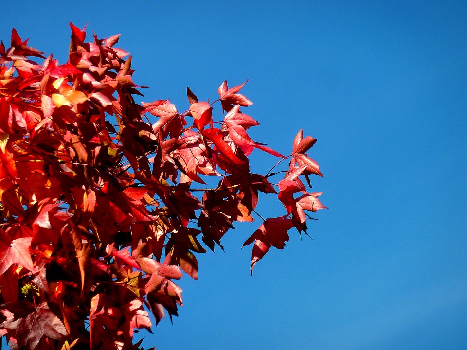 Leaves oak oak leaf