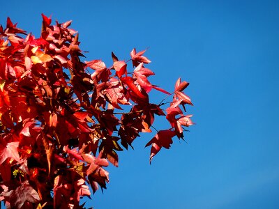 Leaves oak oak leaf photo