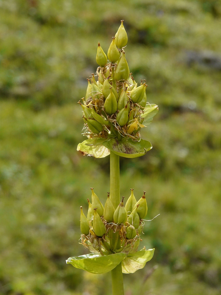 Gentiana flower plant