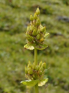 Gentiana flower plant photo