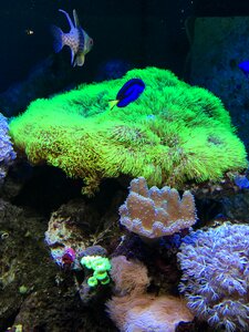 Close up underwater world colorful