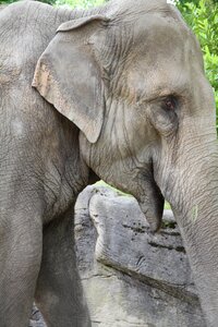 Elephant african bush elephant Free photos