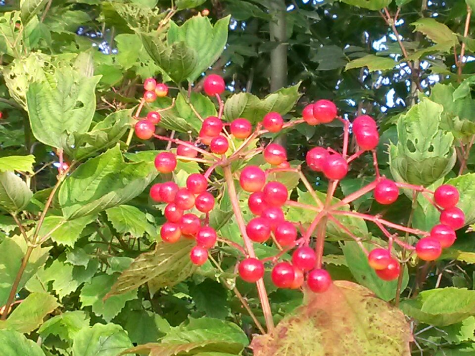 Autumn bush close up photo