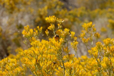 Flower insect animal photo