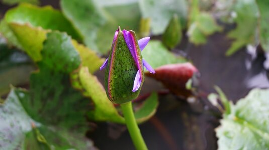 Flower nature water