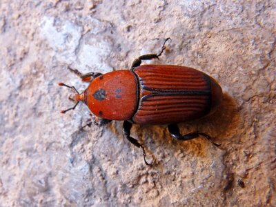 Detail orange beetle striped