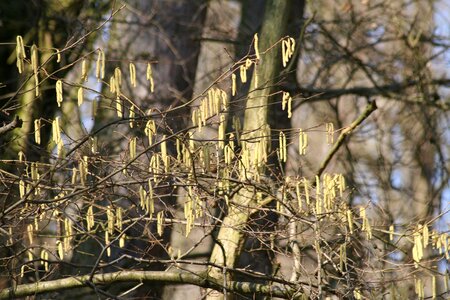 Catkins forest easter