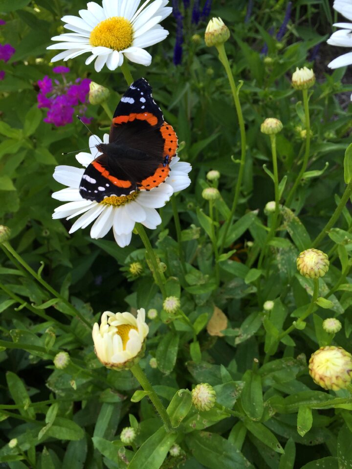 Summer flower nature