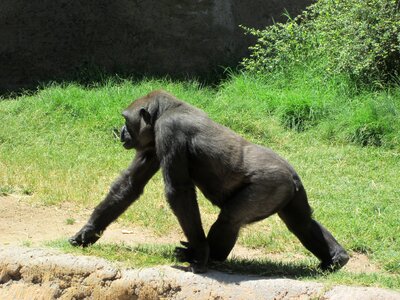 Wildlife ape mammal