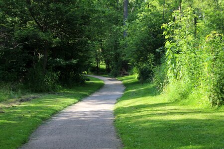 Path walking trees photo