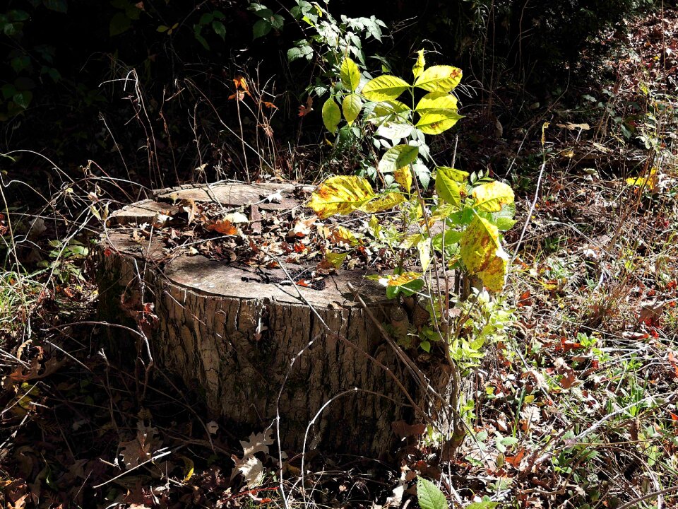 Nature outdoors trail path