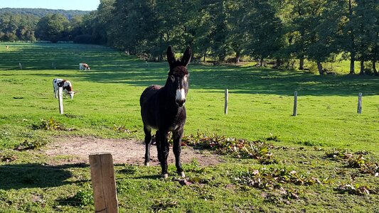 Beast of burden ears animal world