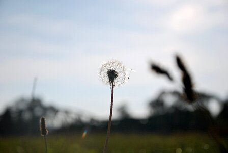 Plants nature fluff photo