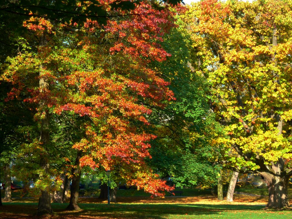 Freshly fallen fall leaves autumn