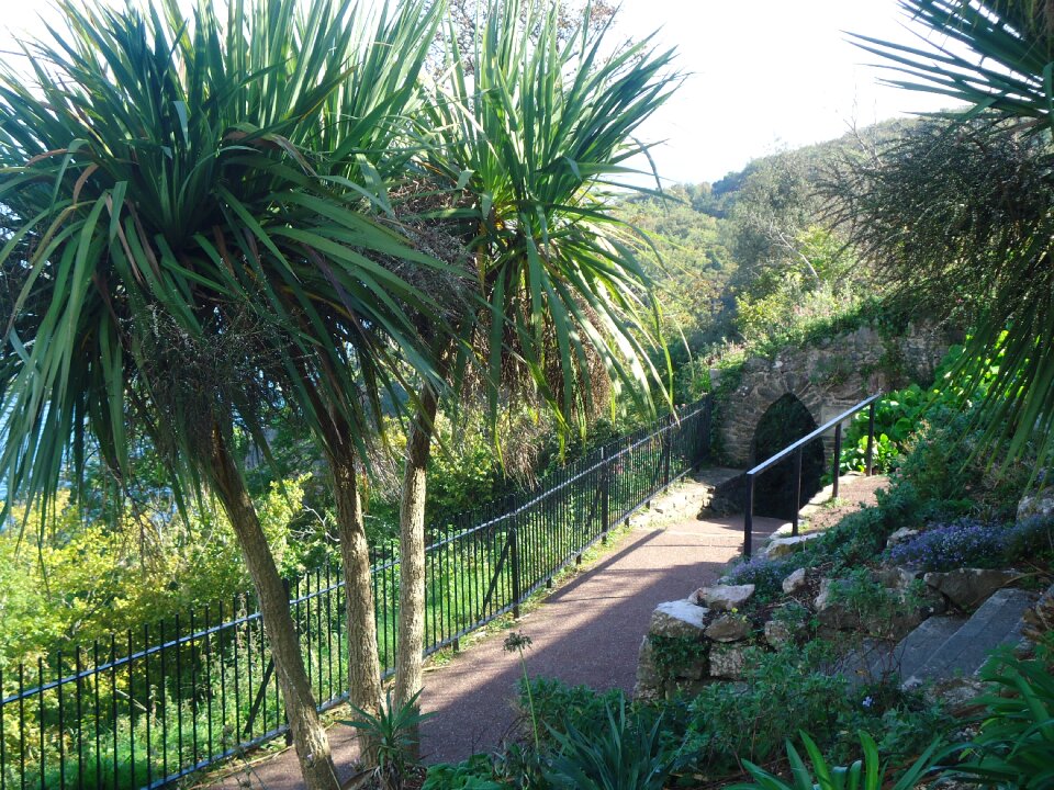 Walkway palmtrees seaside