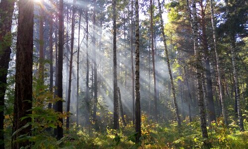 Rays day morning