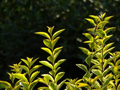 Privet green garden