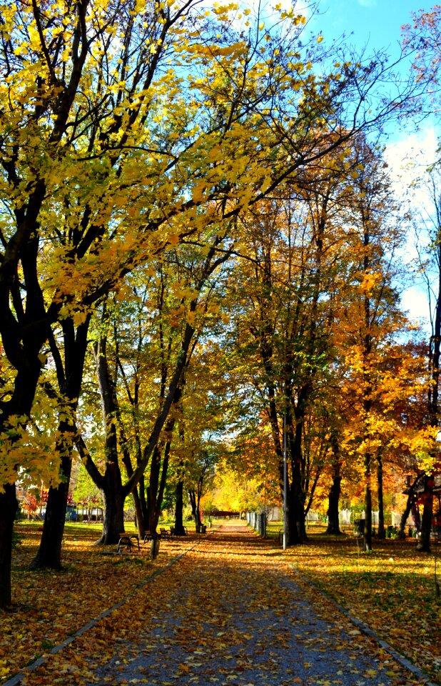 Nature fall season