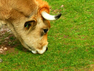 Cow eat grass