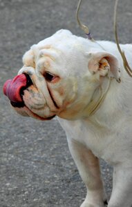 Pure breed bulldog english photo