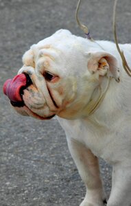 Pure breed bulldog english