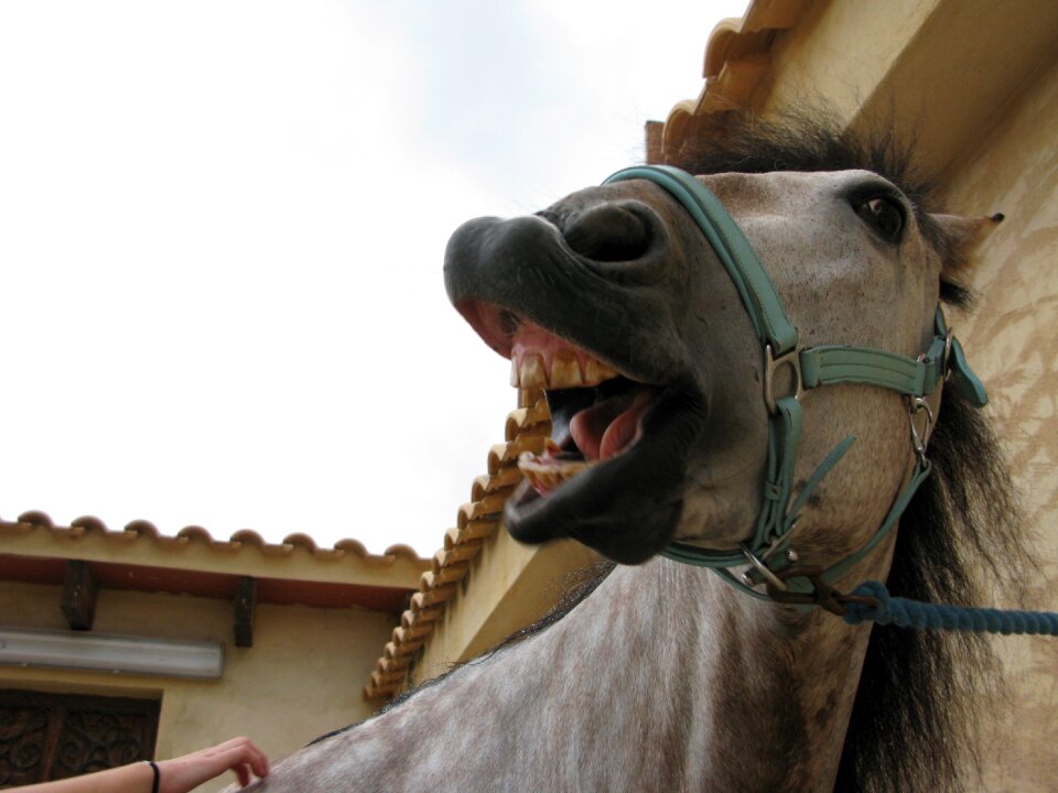Laughing horse head