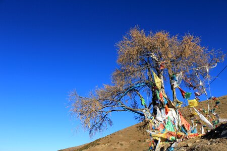 Prayer flags tree in tibetan areas photo