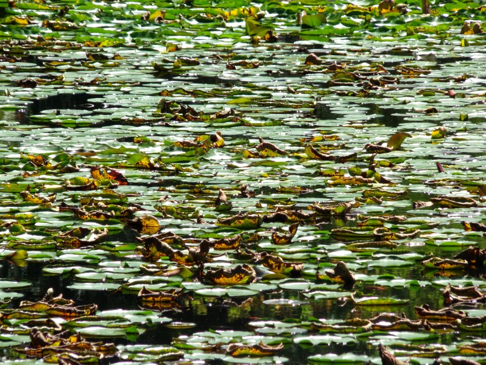 Water green flower