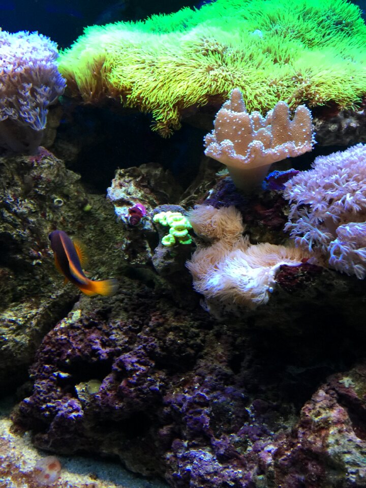 Aquarium underwater green