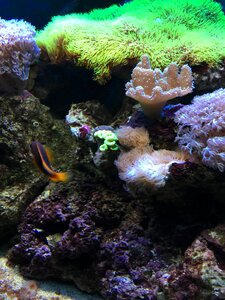 Aquarium underwater green