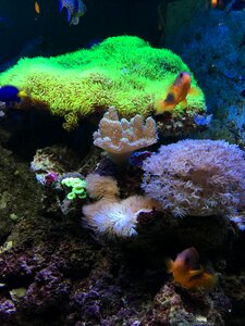 Aquarium underwater world toy photo