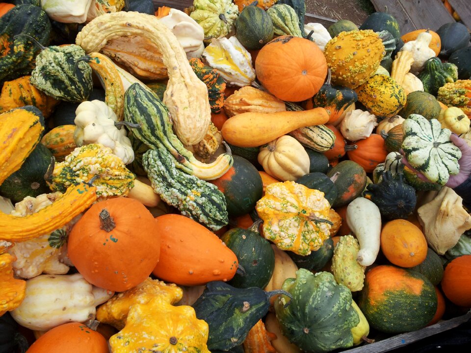 Garden pumpkin vegetables
