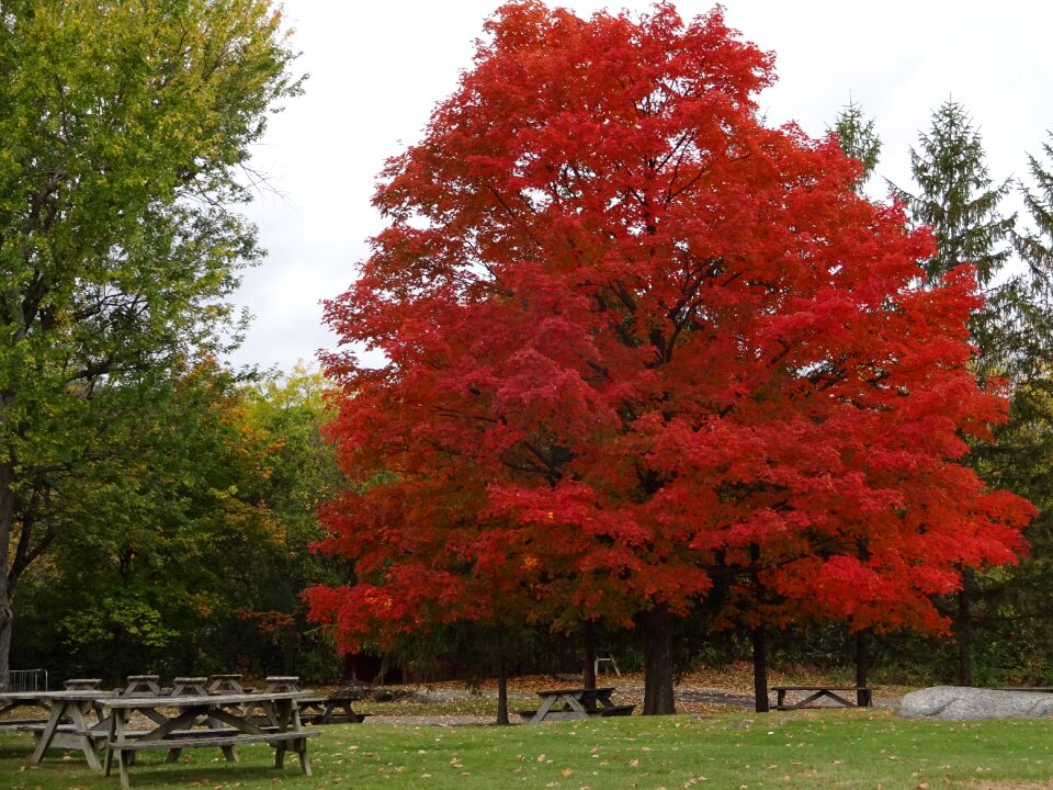 Red tree landscape nature