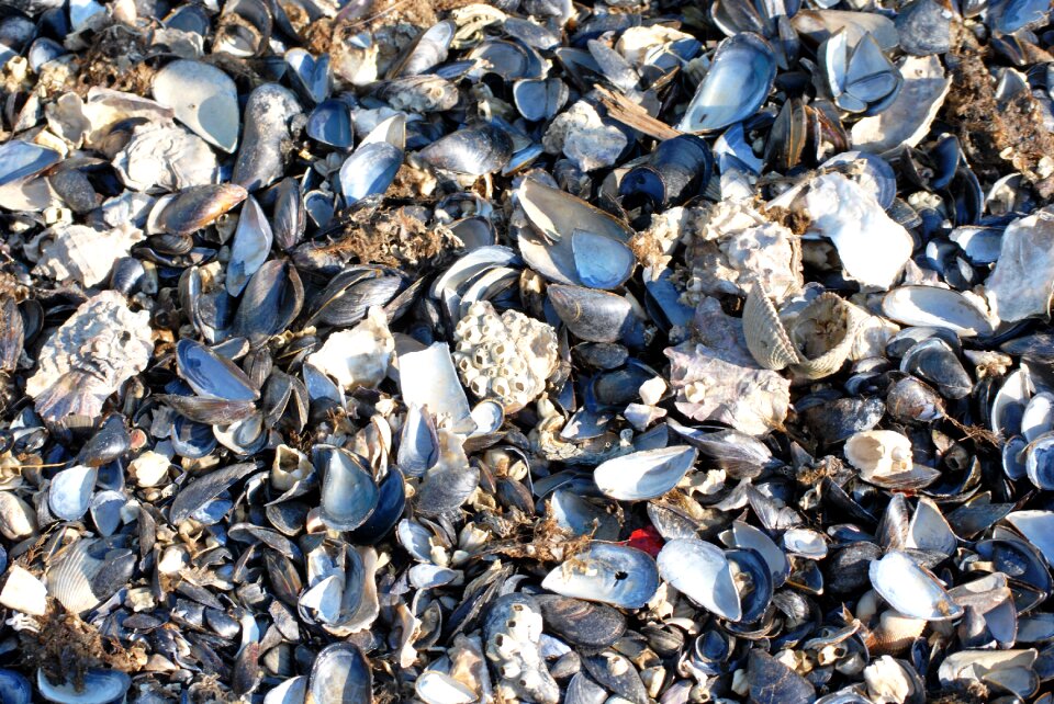 Seashell summer sunny