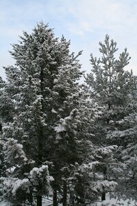 Spruce pine tree of heaven photo