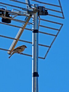 Antenna sky bird