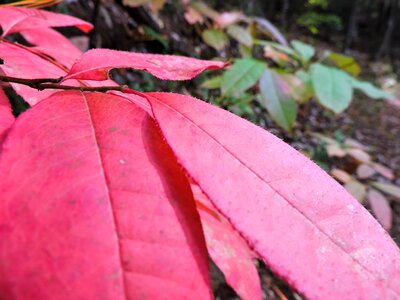 Red green close up photo