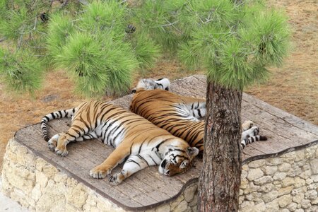 Zoo sleep vacation photo
