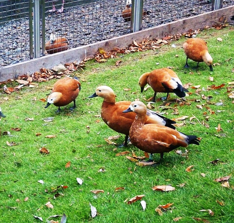 Fauna water park