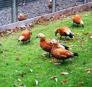 Fauna water park
