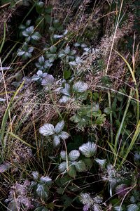 Leaves grass ornate