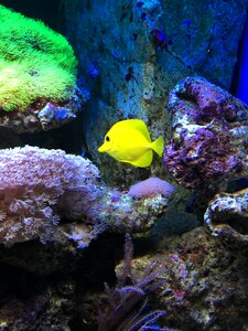 Fish water aquarium