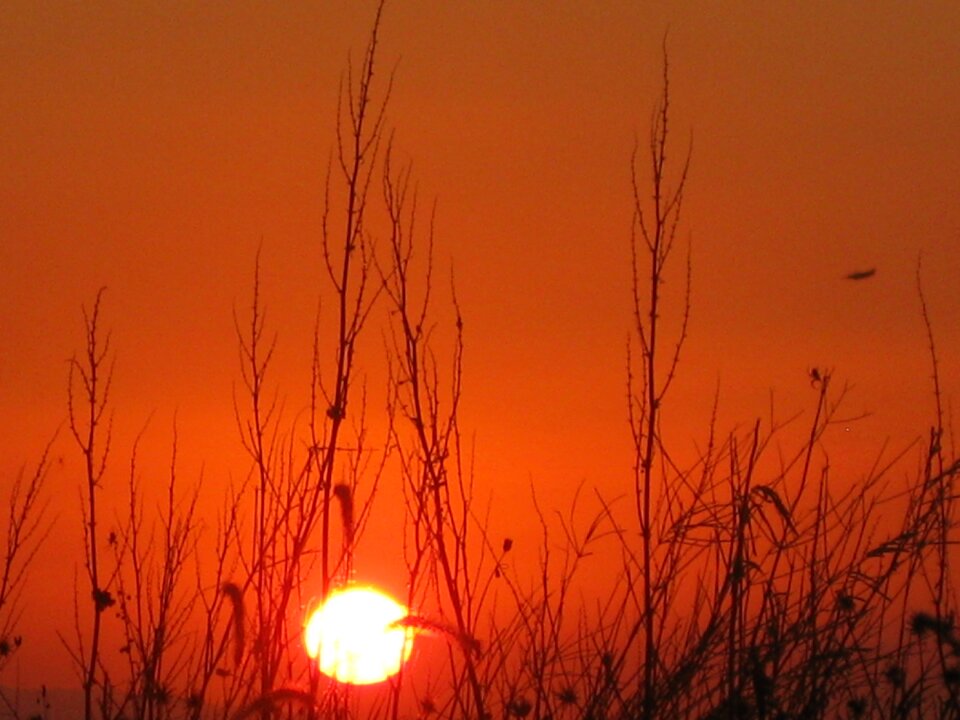 Grass and sunset sunset red sunset