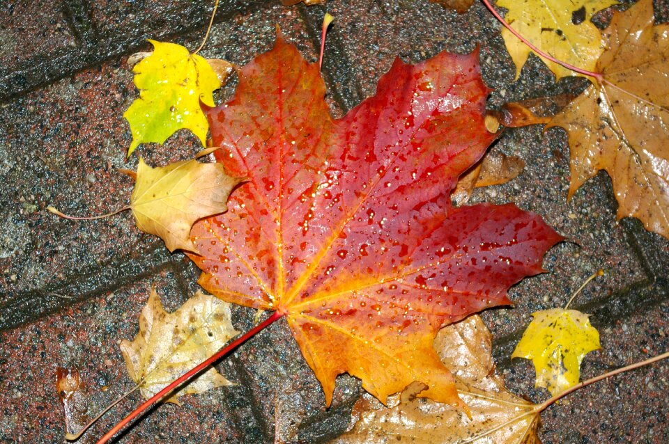 Wet fall foliage fall color