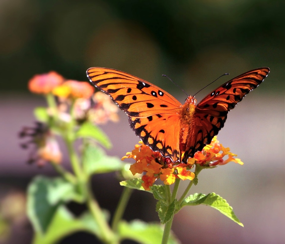 Wings nature fly