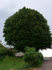 Green foliage france