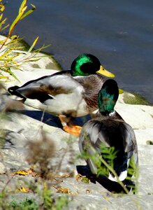 Nature wild waterfowl